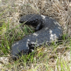 Tiliqua rugosa at Nanima, NSW - 20 Oct 2013 11:44 AM