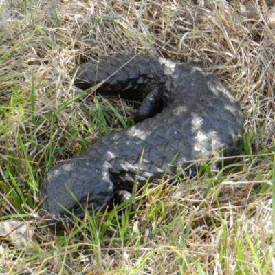 Tiliqua rugosa (Shingleback Lizard) at Nanima, NSW - 20 Oct 2013 by 81mv