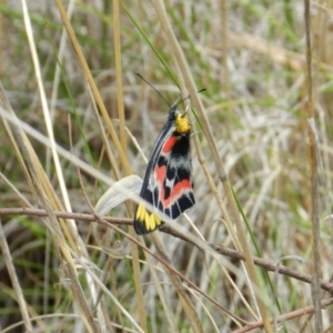 Delias harpalyce at Nanima, NSW - 20 Oct 2013 11:54 AM
