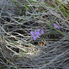 Thysanotus patersonii (Twining Fringe Lily) at Nanima, NSW - 13 Oct 2013 by 81mv