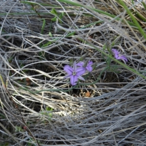 Thysanotus patersonii at Nanima, NSW - 13 Oct 2013