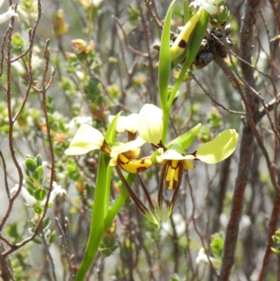 Diuris sulphurea (Tiger Orchid) at Nanima, NSW - 19 Oct 2013 by 81mv