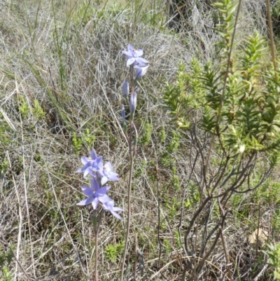 Thelymitra sp. (A Sun Orchid) at Nanima, NSW - 20 Oct 2013 by 81mv