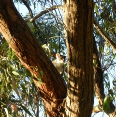 Pseudocheirus peregrinus (Common Ringtail Possum) at Nanima, NSW - 7 Feb 2013 by 81mv