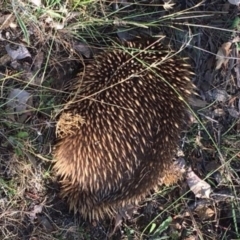 Tachyglossus aculeatus (Short-beaked Echidna) at Red Hill Nature Reserve - 3 Feb 2018 by KL