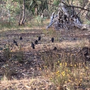 Corcorax melanorhamphos at Hughes, ACT - 3 Feb 2018