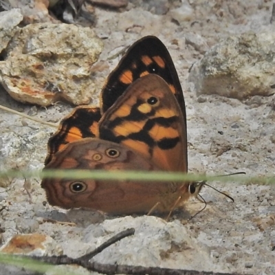 Heteronympha paradelpha (Spotted Brown) at Cotter River, ACT - 1 Feb 2018 by JohnBundock