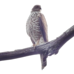 Tachyspiza fasciata (Brown Goshawk) at Paddys River, ACT - 2 Feb 2018 by JohnBundock