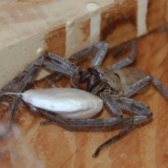 Isopeda sp. (genus) (Huntsman Spider) at Aranda, ACT - 31 Dec 2014 by KMcCue