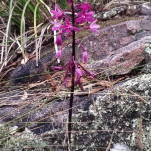 Dipodium punctatum at Booth, ACT - 1 Feb 2018