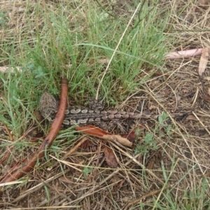 Amphibolurus muricatus at Bumbalong, NSW - 12 Feb 2017 01:59 PM