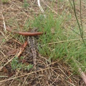 Amphibolurus muricatus at Bumbalong, NSW - 12 Feb 2017 01:59 PM