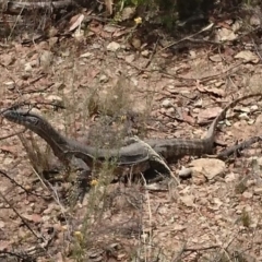 Varanus rosenbergi (Heath or Rosenberg's Monitor) at Bumbalong, NSW - 18 Feb 2017 by AdamatBumbalong