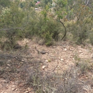 Varanus rosenbergi at Bumbalong, NSW - suppressed