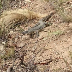 Varanus rosenbergi at Bumbalong, NSW - suppressed