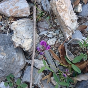 Glycine tabacina at Bumbalong, NSW - 24 Apr 2017