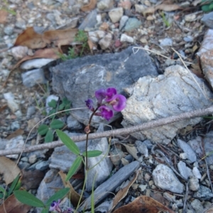 Glycine tabacina at Bumbalong, NSW - 24 Apr 2017