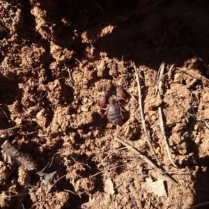Urodacus manicatus at Bumbalong, NSW - 13 Aug 2017 12:13 PM