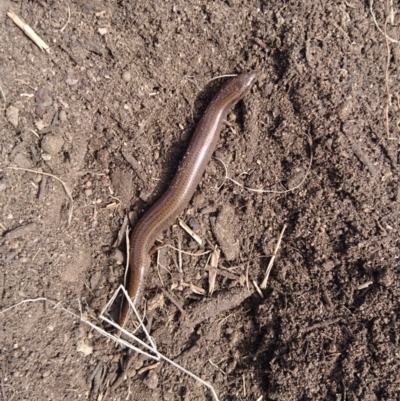 Hemiergis talbingoensis (Eastern Three-toed Earless Skink) at Bumbalong, NSW - 9 Sep 2017 by Ad