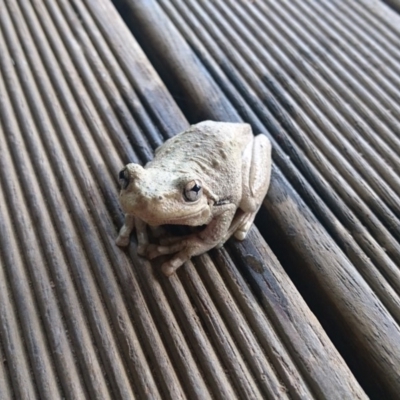 Litoria peronii (Peron's Tree Frog, Emerald Spotted Tree Frog) at Bumbalong, NSW - 4 Nov 2017 by Ad