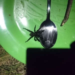 Atrax or Hadronyche sp. (genus) at Bumbalong, ACT - 31 Dec 2017