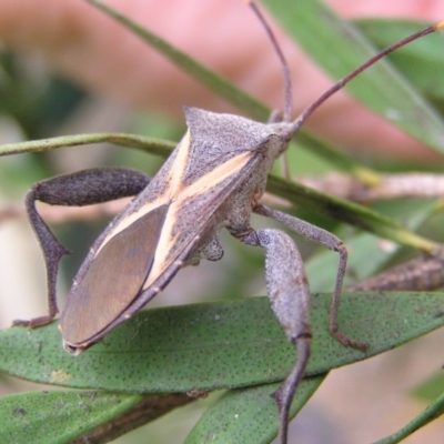 Mictis profana (Crusader Bug) at Kambah, ACT - 30 Jan 2018 by MatthewFrawley