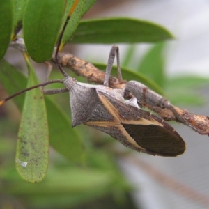 Mictis profana at Kambah, ACT - 30 Jan 2018 03:35 PM