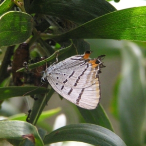 Jalmenus evagoras at Cotter River, ACT - 28 Jan 2018