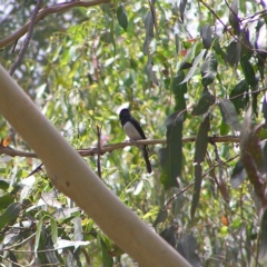 Myiagra cyanoleuca (Satin Flycatcher) at Cotter River, ACT - 28 Jan 2018 by MatthewFrawley