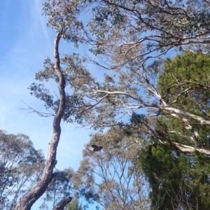 Callocephalon fimbriatum at Bumbalong, NSW - suppressed