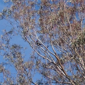 Callocephalon fimbriatum at Bumbalong, NSW - suppressed