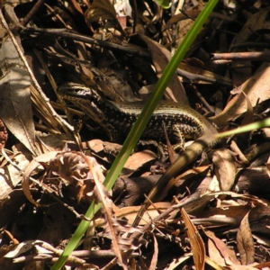 Eulamprus heatwolei at Cotter River, ACT - 28 Jan 2018 12:52 PM