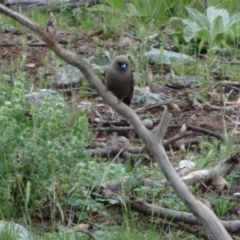 Artamus cyanopterus (Dusky Woodswallow) at Bumbalong, NSW - 17 Nov 2017 by Adam at Bumbalong