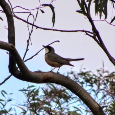 Pachycephala rufiventris (Rufous Whistler) at Bumbalong, NSW - 14 Nov 2017 by Adam at Bumbalong