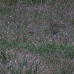 Lalage tricolor at Bumbalong, NSW - 11 Nov 2017 11:10 AM