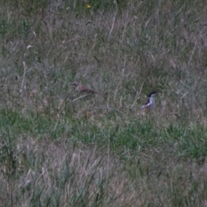 Lalage tricolor at Bumbalong, NSW - 11 Nov 2017 11:10 AM