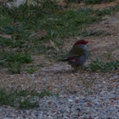 Neochmia temporalis (Red-browed Finch) at Bumbalong, NSW - 12 Nov 2017 by Adam at Bumbalong