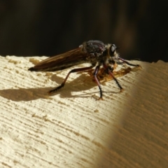 Neoaratus hercules (Herculean Robber Fly) at Nanima, NSW - 3 Jan 2013 by 81mv