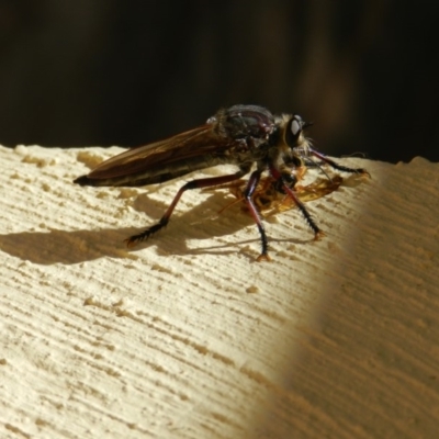 Neoaratus hercules (Herculean Robber Fly) at Nanima, NSW - 3 Jan 2013 by 81mv