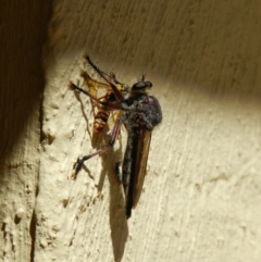 Neoaratus hercules at Nanima, NSW - 3 Jan 2013