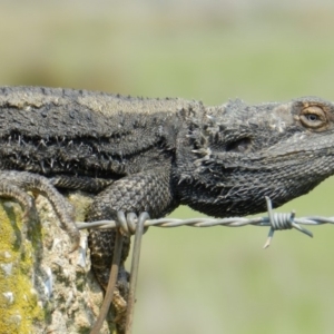 Pogona barbata at Nanima, NSW - suppressed