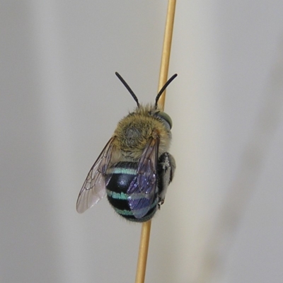 Amegilla (Zonamegilla) asserta (Blue Banded Bee) at Kambah, ACT - 3 Feb 2018 by MatthewFrawley