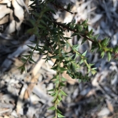 Acacia gunnii (Ploughshare Wattle) at Nanima, NSW - 4 Feb 2018 by 81mv