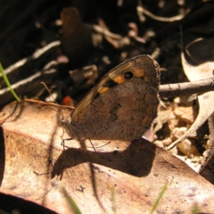 Geitoneura klugii (Marbled Xenica) at Paddys River, ACT - 3 Feb 2018 by MatthewFrawley