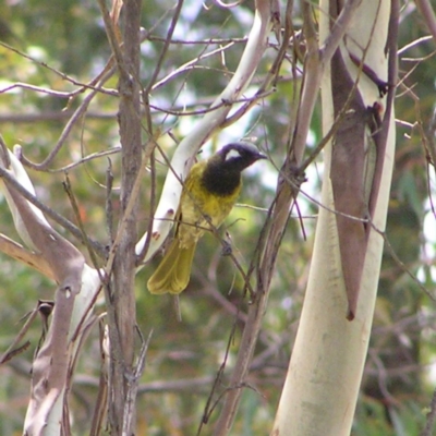 Nesoptilotis leucotis (White-eared Honeyeater) at Paddys River, ACT - 3 Feb 2018 by MatthewFrawley