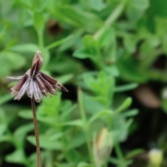 Lagenophora montana at Bolaro, NSW - 28 Jan 2018