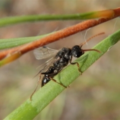 Myrmecia sp. (genus) (Bull ant or Jack Jumper) at Cook, ACT - 3 Feb 2018 by CathB