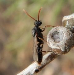 Formicidae (family) at Cook, ACT - 3 Feb 2018