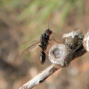 Formicidae (family) at Cook, ACT - 3 Feb 2018