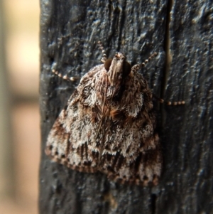 Spectrotrota fimbrialis at Cook, ACT - 3 Feb 2018